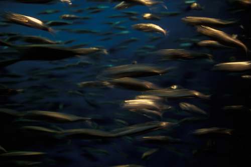 sea life underwater photo of school of fish herring